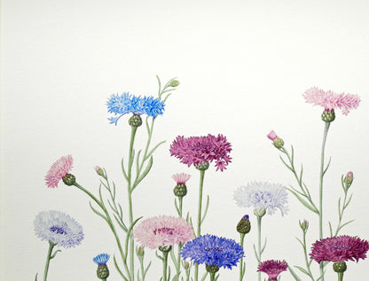 安藤牧子「矢車菊（Botanical　Art）」版画・10号大　拡大画像1