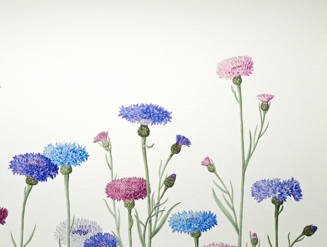 安藤牧子「矢車菊（Botanical　Art）」版画・10号大　拡大画像2