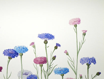 安藤牧子「矢車菊（Botanical　Art）」版画・10号大　拡大画像2