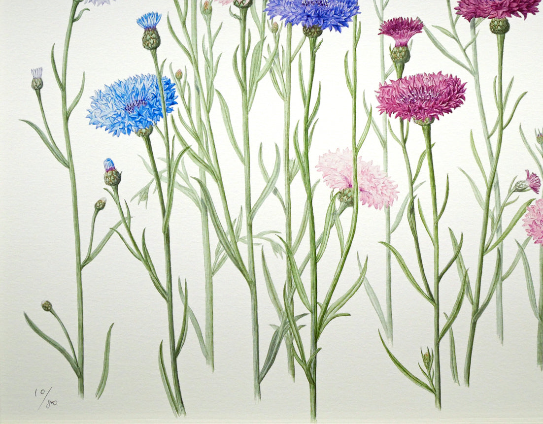 安藤牧子「矢車菊（Botanical　Art）」版画・10号大　拡大画像3