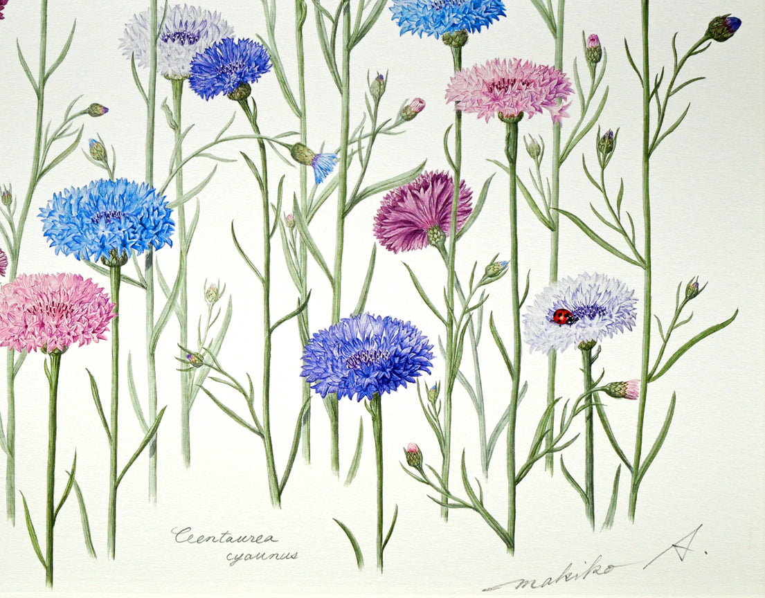 安藤牧子「矢車菊（Botanical　Art）」版画・10号大　拡大画像4