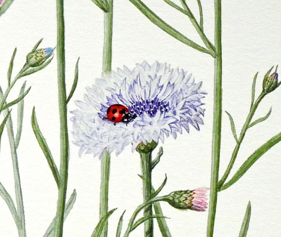 安藤牧子「矢車菊（Botanical　Art）」版画・10号大　拡大画像5