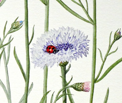安藤牧子「矢車菊（Botanical　Art）」版画・10号大　拡大画像5