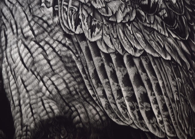 生田宏司「コタンコルカムイ（シマフクロウ）」銅版画（メゾチント）　拡大画像5