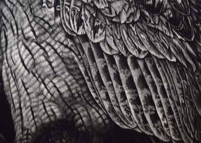 生田宏司「コタンコルカムイ（シマフクロウ）」銅版画（メゾチント）　拡大画像5