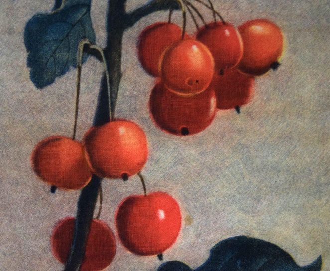 伊藤倭子「赤い実」銅版画　拡大画像5