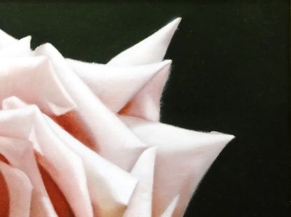 河合びこう（美江）「薔薇（スィートムーン）」油絵・SM　拡大画像2
