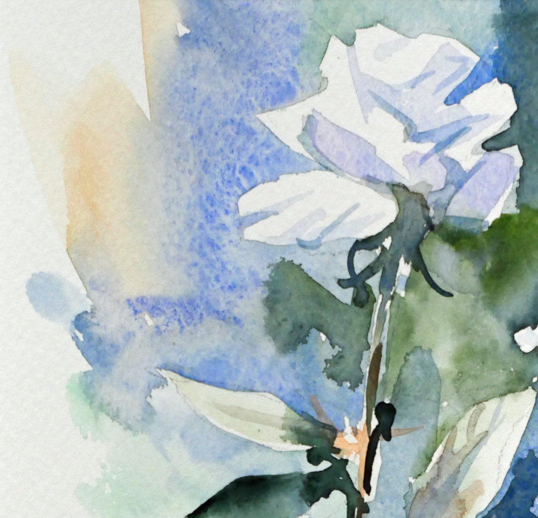 国井しゅうめい「白いバラ」水彩画（21×19cm）　拡大画像1