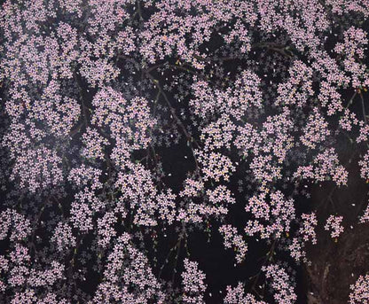 中島千波「桜花春宵」リトグラフ　拡大画像1