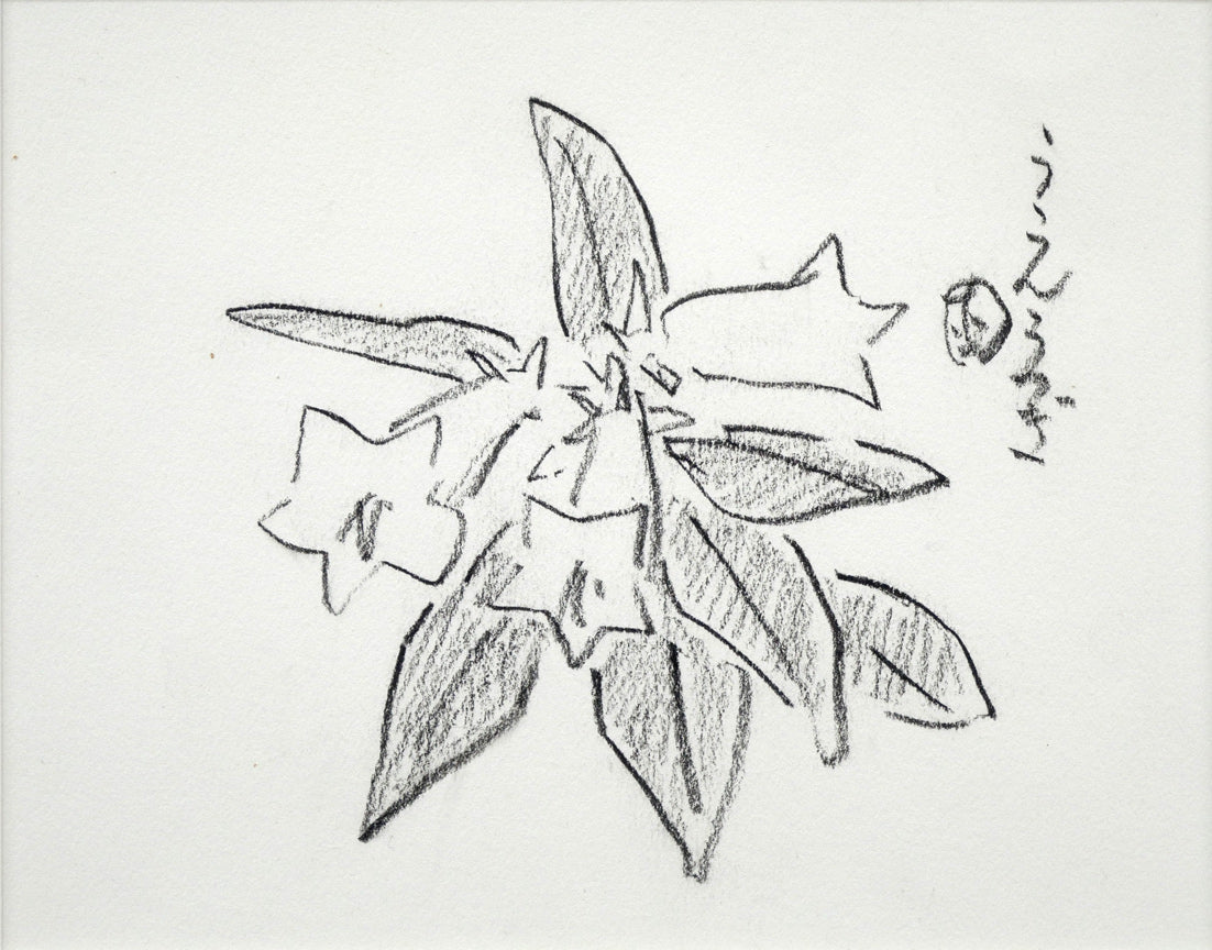 坂本直行「うえうつぎ」鉛筆画（15.5×18.5cm）　作品全体拡大画像