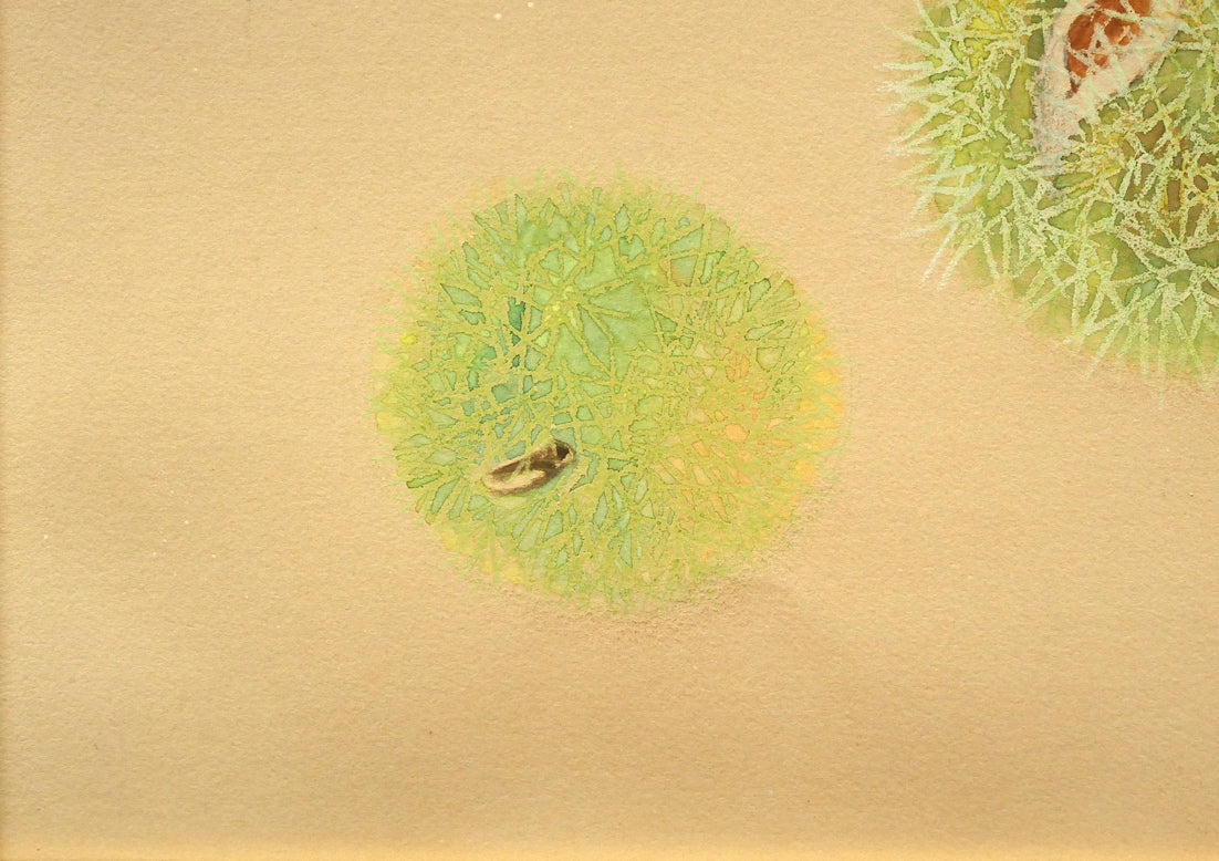 杉山寧「栗」パステル・水彩画・8号　拡大画像3