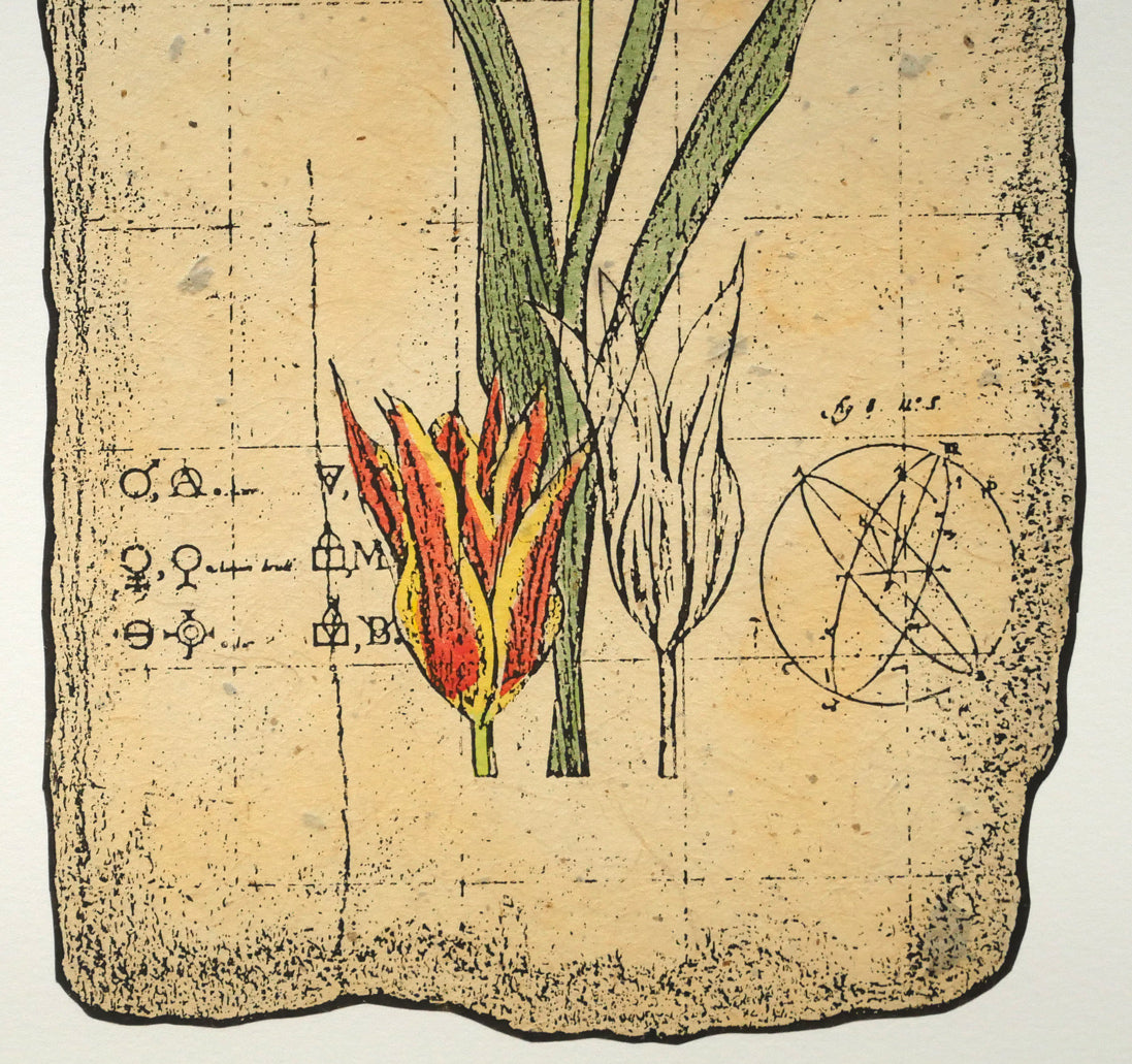 高橋シュウ「Tulips」銅版画　拡大画像4