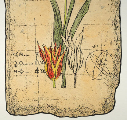 高橋シュウ「Tulips」銅版画　拡大画像4