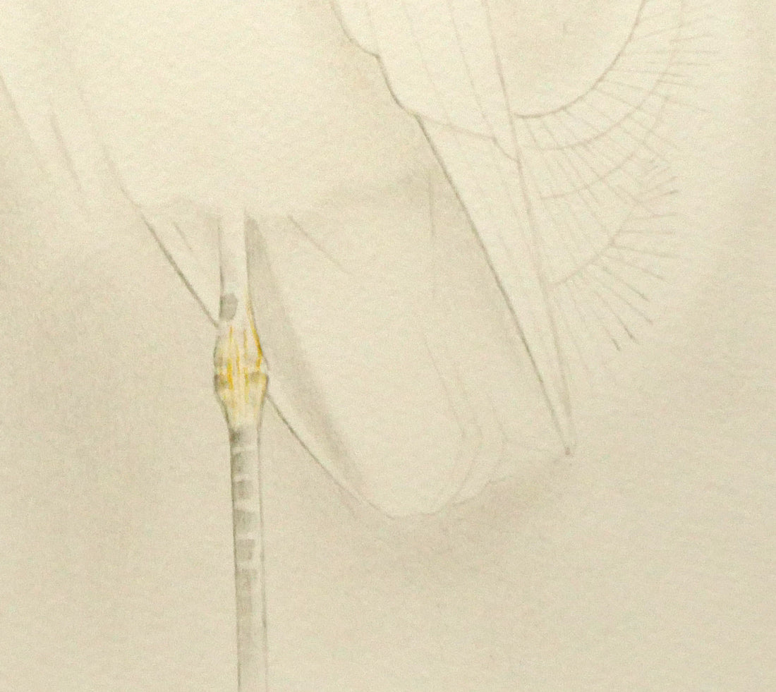 上村松篁「コサギ」リトグラフ　拡大画像4