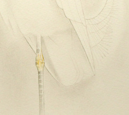 上村松篁「コサギ」リトグラフ　拡大画像4