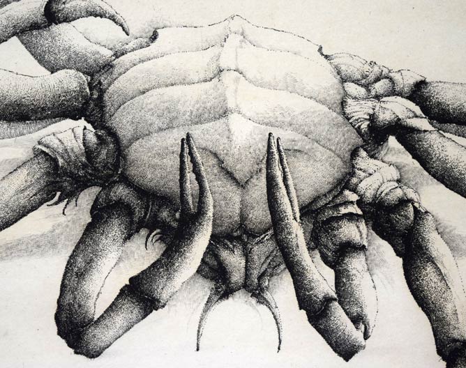 エリック・デマジエール「Araigne　de　mer」銅版画　拡大画像2