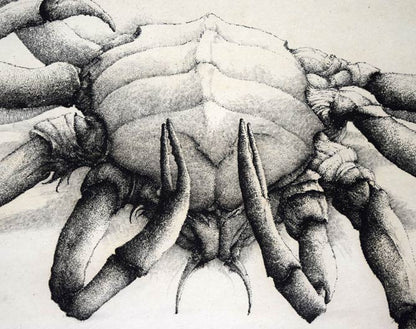 エリック・デマジエール「Araigne　de　mer」銅版画　拡大画像2