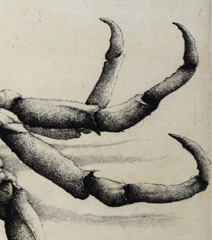 エリック・デマジエール「Araigne　de　mer」銅版画　拡大画像3
