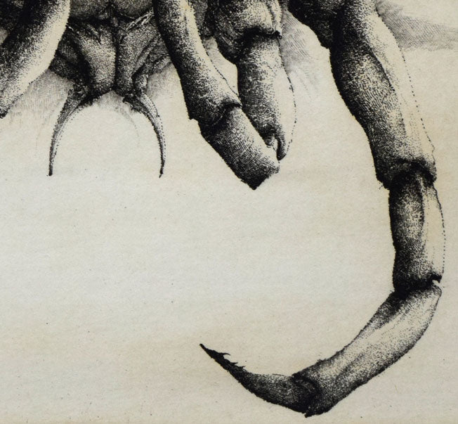 エリック・デマジエール「Araigne　de　mer」銅版画　拡大画像4