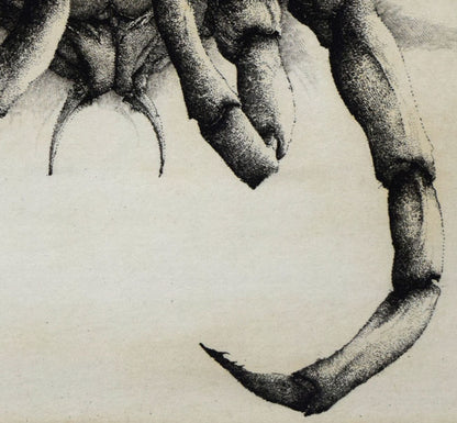 エリック・デマジエール「Araigne　de　mer」銅版画　拡大画像4
