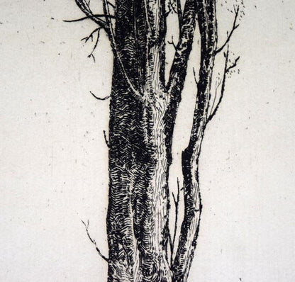 駒井哲郎「樹」エッチング（銅版画）　拡大画像4