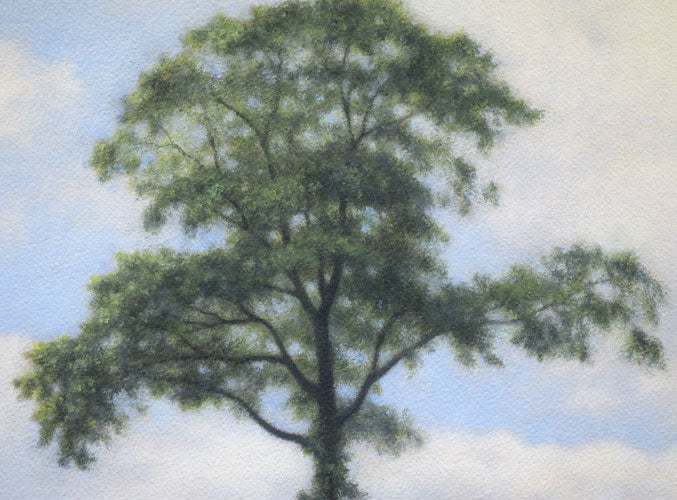 佐々木敏光「夏の樹」水彩画（縦36.5×横41.3ｃｍ）　拡大画像1