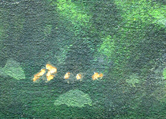 佐々木敏光「植物園の片隅で（札幌）」アクリルガッシュ6号・2003年7月作　サイン部分